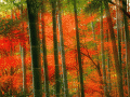 Feng Shui Japan 21